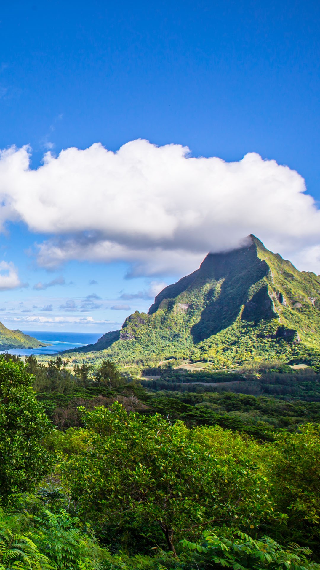 Highlands and green Vegetations